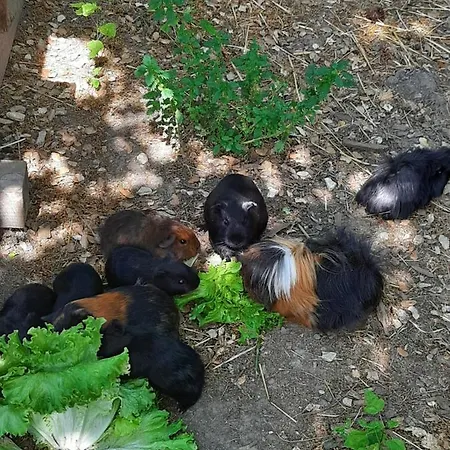 Prázdninový dům A La Ferme Laudun