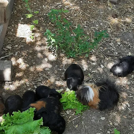 Prázdninový dům A La Ferme *